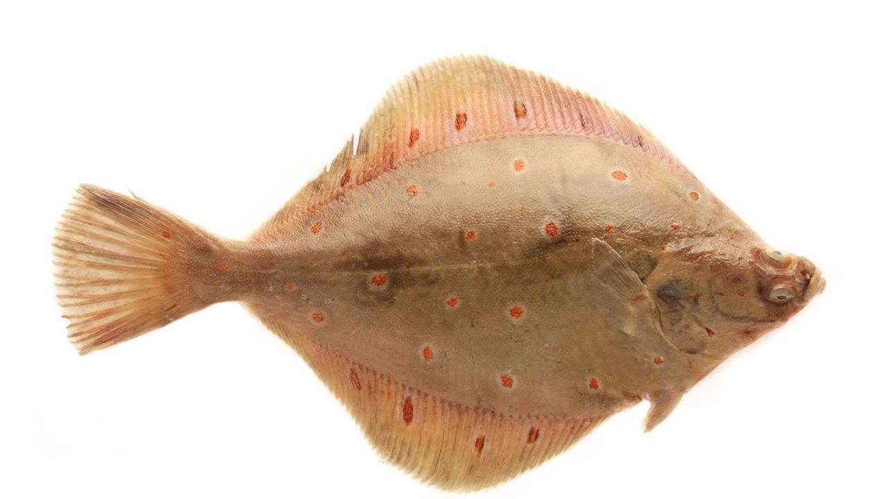 سمك موسى ، صول ، Sole fish or Plaice