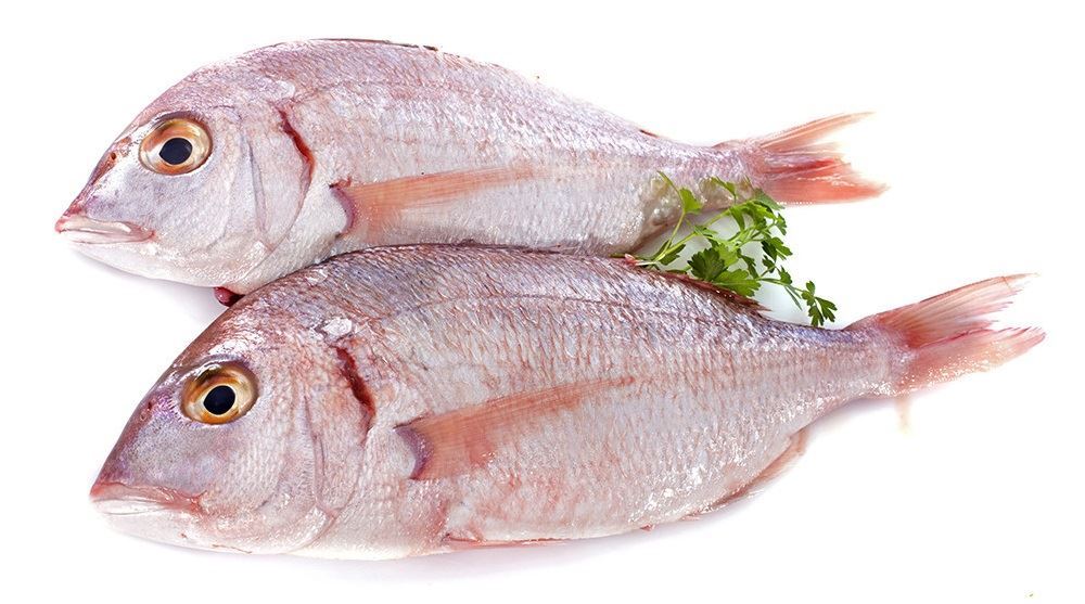 سمك السلطان إبراهيم ، تريليا	، سلطان شعري ، بربوني أحمر مخطط  ، Striped Red Mullet