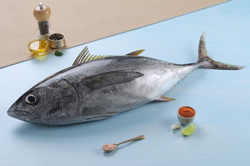 سمك تونة ، تن ، Tuna