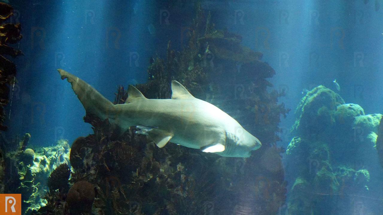 Sand Tiger shark conservation efforts: A new international achievement for TSCK