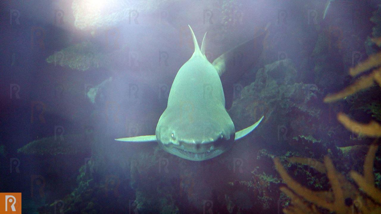 Sand Tiger shark conservation efforts: A new international achievement for TSCK