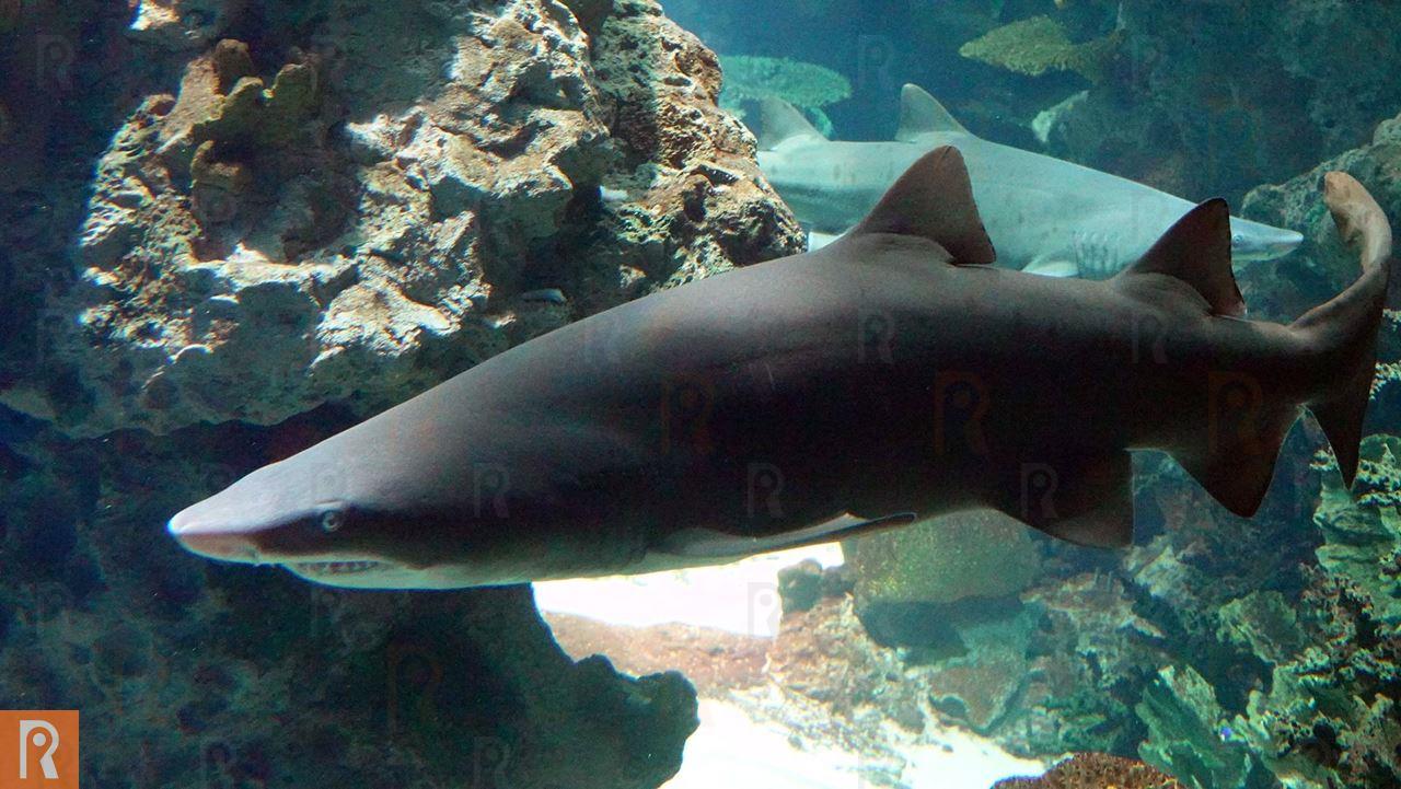 Sand Tiger shark conservation efforts: A new international achievement for TSCK