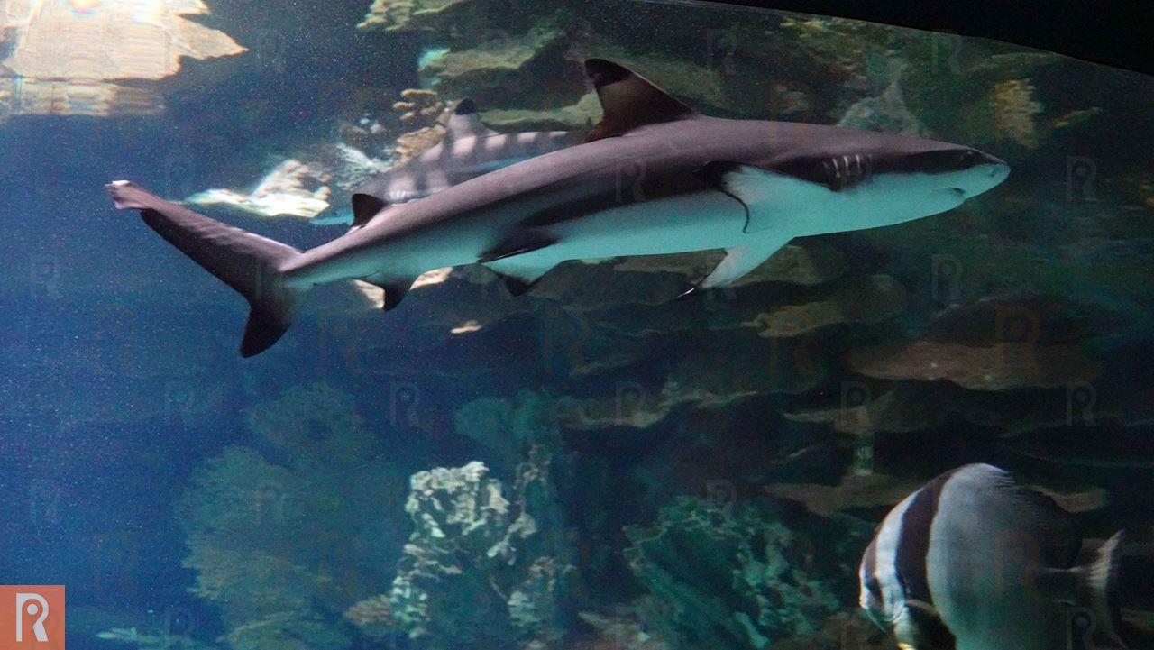Sand Tiger shark conservation efforts: A new international achievement for TSCK