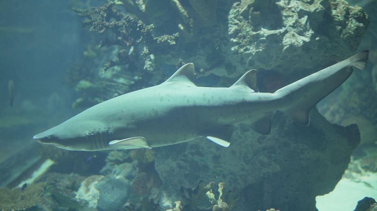 Sand Tiger shark conservation efforts: A new international achievement for TSCK