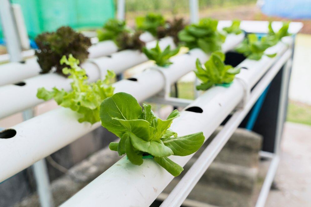 نبذة عن الزراعة الهوائية أو الـ ايروبونيك Aeroponic