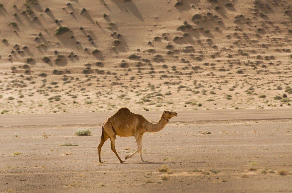 Amazing Facts you didn't know about Camels