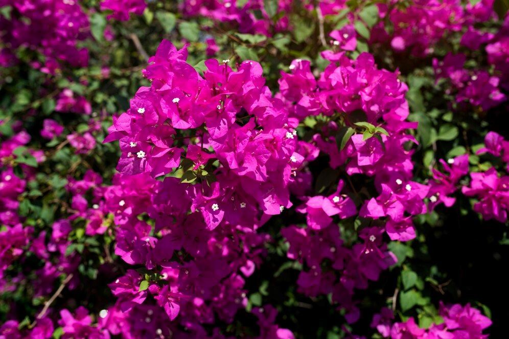 الجهنمية Bougainvillea ... واحدة من أكثر النباتات شعبية في العالم