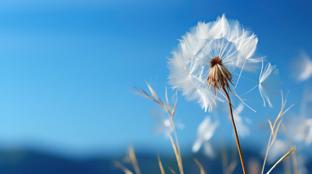 All About Dandelion or Taraxacum officinale