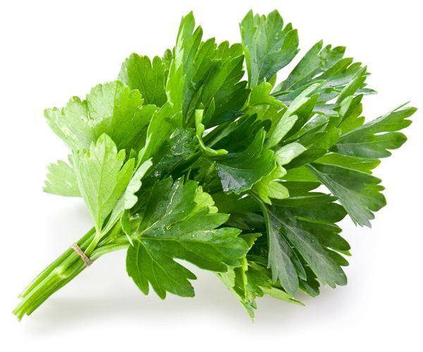 Coriander