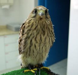 Logo of Dubai Falcon Hospital - Zabeel (Zabeel 2), UAE