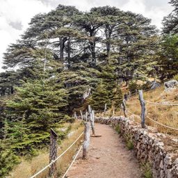 شعار غابة أرز الرب - بشرّي، لبنان