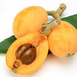 <b>4. </b>Loquat